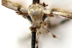 Spulerina cuneata