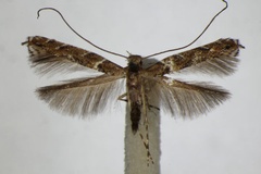 /filer/webapps/moths_gc/media/images/B/brongniardella_Acrocercops_A_ZSM_2.jpg