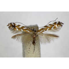 /filer/webapps/moths_gc/media/images/P/pavoniella_Aristaea_A_ZSM.jpg