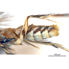 /filer/webapps/moths_gc/media/images/G/glochidiella_Diphtheroptila_HT_abdomen_ANIC.jpg