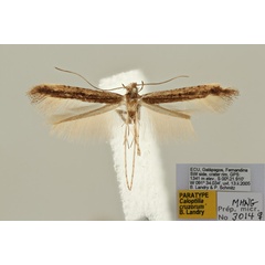 /filer/webapps/moths_gc/media/images/C/cruzorum_Caloptilia_PT_MNHG.jpg