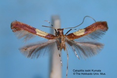 Caloptilia issikii