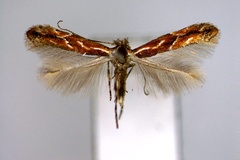 Phyllonorycter uchidai