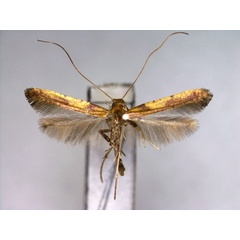 /filer/webapps/moths_gc/media/images/R/recitata_Caloptilia_A_EIHU_.jpg