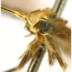 /filer/webapps/moths_gc/media/images/G/glochidia_Diphtheroptila_PT3_head2_ANIC.jpg