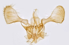/filer/webapps/moths_gc/media/images/F/finitimella_Parornix_GM_Hall.jpg