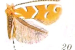 Cremastobombycia ignota