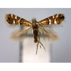 /filer/webapps/moths_gc/media/images/V/viciae_Phyllonorycter_PT_EIHU.jpg