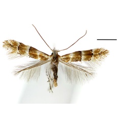 /filer/webapps/moths_gc/media/images/Z/zelkovae_Phyllonorycter_A_Kim-etal_2024_402.jpg