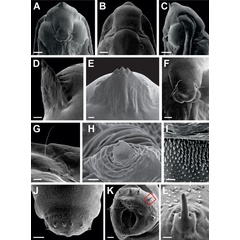 /filer/webapps/moths_gc/media/images/A/ambrosiavora_Atacamaptilia_pupa_Espinoza-Donoso-etal_2022_413.jpg