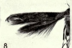 Liocrobyla saturata