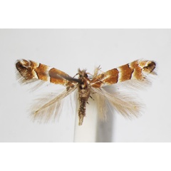 /filer/webapps/moths_gc/media/images/J/japonica_Phyllonorycter_A_ZSM.jpg