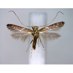 /filer/webapps/moths_gc/media/images/T/teucra_Caloptilia_A_EIHU.jpg