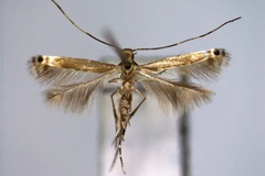 Melanocercops phractopa