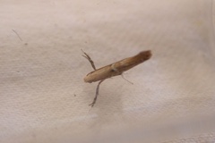 Dextellia dorsilineella