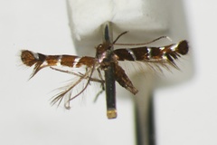 Porphyrosela desmodiella