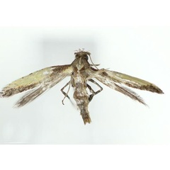 /filer/webapps/moths_gc/media/images/K/koreana_Caloptilia_HT_Kim-etal_2022_3.jpg