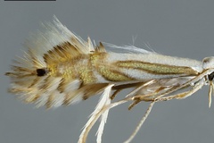 Phyllocnistis baccharidis