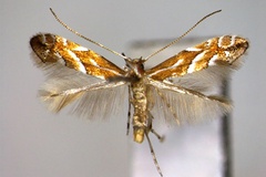 Phyllonorycter lyoniae