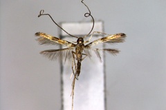 Chrysocercops vaticae