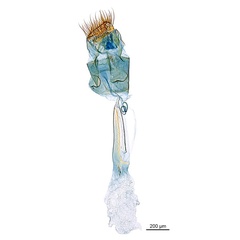 /filer/webapps/moths_gc/media/images/P/pyrochroma_Cuphodes_GF_ANIC.jpg