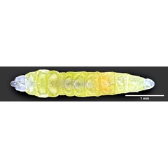 /filer/webapps/moths_gc/media/images/H/hyperpersea_Phyllocnistis_larva_Lomeli-etal_2026_1.jpg