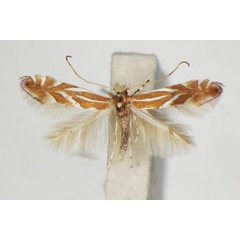 /filer/webapps/moths_gc/media/images/K/kusdasi_Phyllonorycter_A_ZSM.jpg