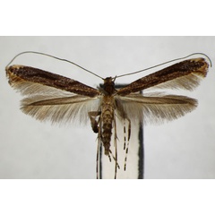 /filer/webapps/moths_gc/media/images/M/magnoliae_Caloptilia_PT_ZSM.jpg