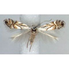 /filer/webapps/moths_gc/media/images/H/heegeriella_Phyllonorycter_A_WJDP.jpg