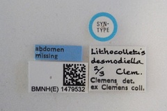 Porphyrosela desmodiella