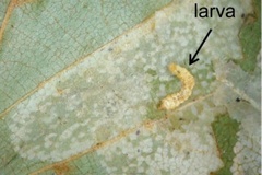 Phyllonorycter issikii