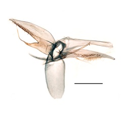 /filer/webapps/moths_gc/media/images/J/japonica_Phyllonorycter_GM_Kirichenko-et-al_2019_24.jpg