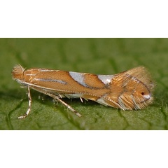 /filer/webapps/moths_gc/media/images/B/belotella_Phyllonorycter_A_PathPiva.jpg