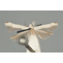 /filer/webapps/moths_gc/media/images/H/habrophanes_Cuphodes_PLT_ANIC31-053585_dorsal.jpg