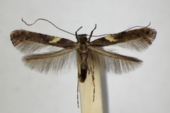 Caloptilia semifascia