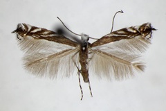 Micrurapteryx kollariella