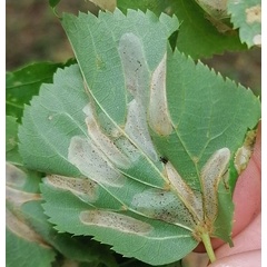 /filer/webapps/moths_gc/media/images/I/issikii_Phyllonorycter_mine_Musolin-etal_2025_31.jpg
