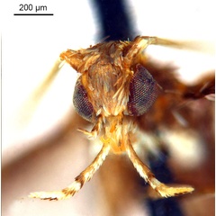 /filer/webapps/moths_gc/media/images/L/leucographa_Parectopa_HT_head1_ANIC.jpg