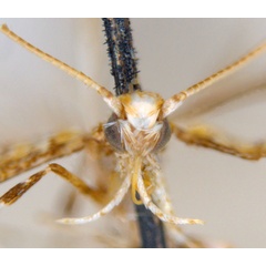 /filer/webapps/moths_gc/media/images/C/clisiophora_Acrocercops_ST2_head_ANIC.jpg
