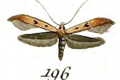 Caloptilia signipennella