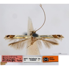 /filer/webapps/moths_gc/media/images/C/chalceopla_Parectopa_HT_ANIC.jpg