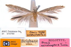 Epicephala acrobaphes