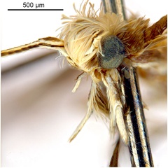 /filer/webapps/moths_gc/media/images/V/virosae_Diphtheroptila_PT15_head2_ANIC.jpg