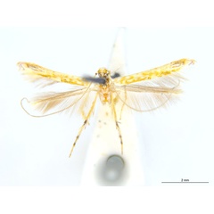 /filer/webapps/moths_gc/media/images/M/maculosa_Cuphodes_A8_ANIC.jpg
