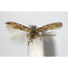 /filer/webapps/moths_gc/media/images/O/ostryae_Phyllonorycter_PT_ZSM.jpg