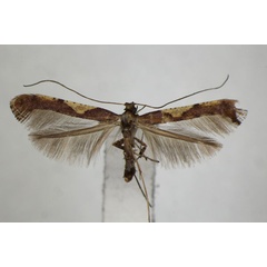 /filer/webapps/moths_gc/media/images/K/kisoensis_Caloptilia_PT_ZSM.jpg