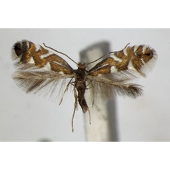 /filer/webapps/moths_gc/media/images/S/strigulatella_Phyllonorycter_A_ZSM.jpg