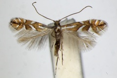 Phyllonorycter deschkai