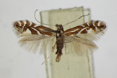 Phyllonorycter spinicolella