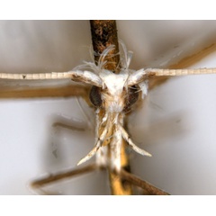 /filer/webapps/moths_gc/media/images/T/tristaniae_Acrocercops_ST2_head_ANIC.jpg